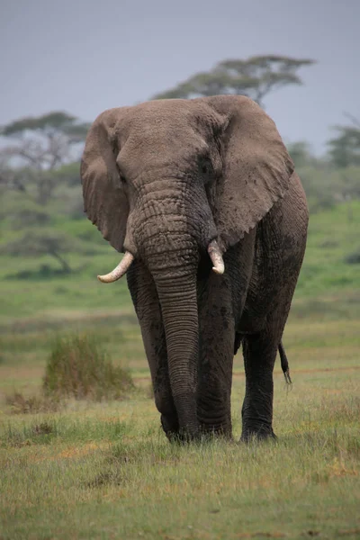 Afrikanischer Elefant Der Savanne Loxodonta Africana — Stockfoto