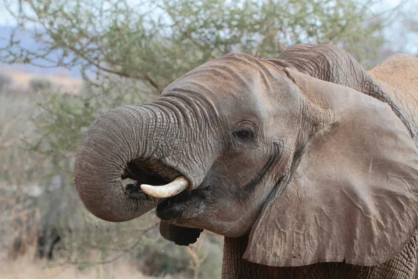 African Elephant Eats Leaves Tree Loxodonta Africana — Stock Photo, Image