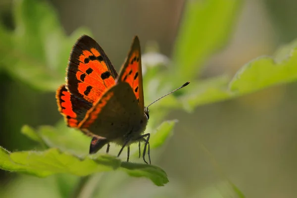 Petit Papillon Feu Trouve Sur Feuille Verte Lycaena Phlaeas — Photo