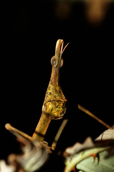 野生の自然界での虫の接近 — ストック写真