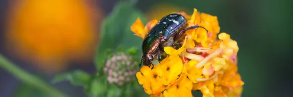 Mourning Rose Beetle Orange Blossom Oxythyrea Funesta — 图库照片