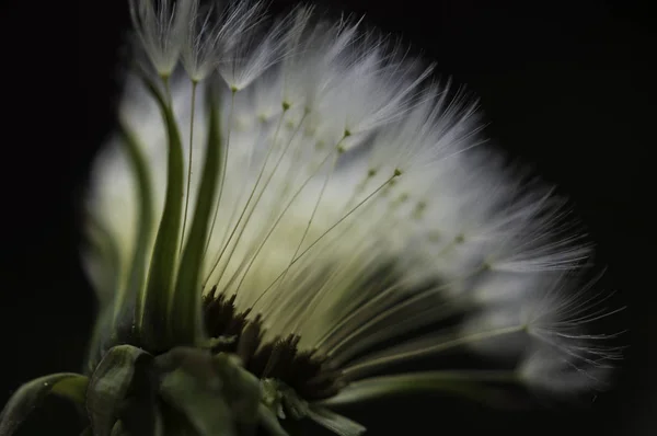 Blumen Frühling Formen Unfd Farben Gegenlicht Muster Und Schatten Auf — Stockfoto