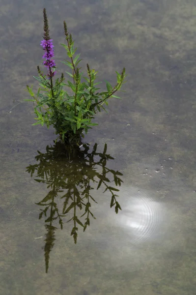 Planta Floração Vermelha Água Com Sol Reflexão — Fotografia de Stock