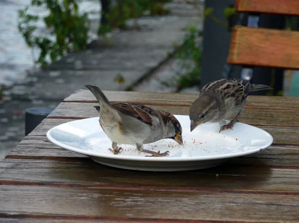 Szenischer Blick Auf Niedlichen Sperling Vogel — Stockfoto