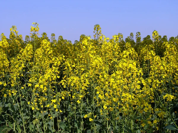 Campo Campo Estupros Agrícolas Flora Amarela — Fotografia de Stock