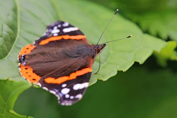 Macro Almirante Vanessa Atalanta — Fotografia de Stock