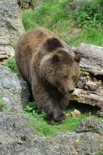 Barna Medve Állat Grizzly — Stock Fotó