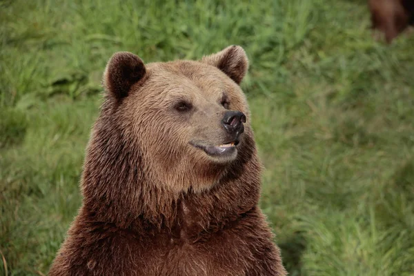 茶色のクマの動物 グリズリー — ストック写真