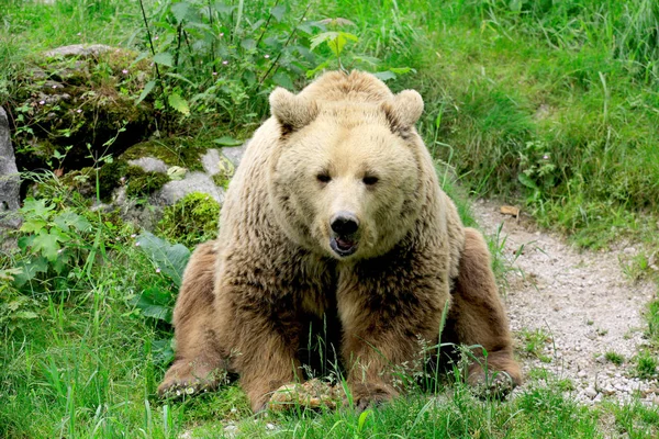 茶色のクマの動物 グリズリー — ストック写真