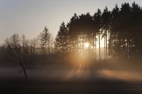 Sonnenaufgang Nebel Auf Dem Feld Wiesen Und Wälder Frühling Nebelschwaden — Stockfoto