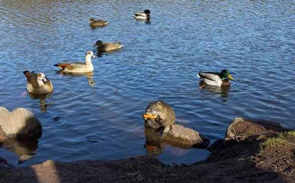 Nutria Myocastor Coypus Carrot Ducks Nile Geese Lake — Stock Photo, Image