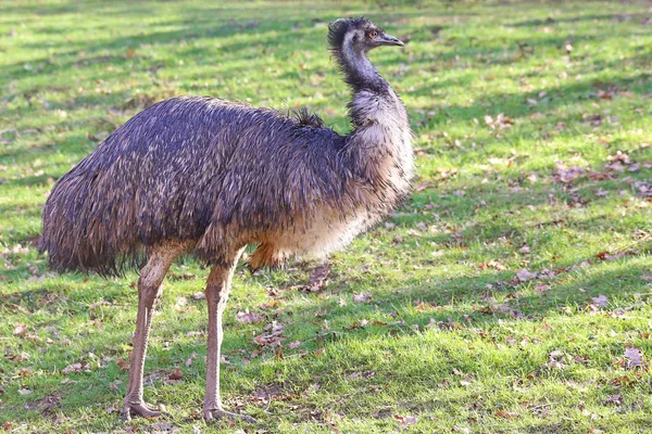 Αυστραλιανός Emu Dromaius Novaehollandiae — Φωτογραφία Αρχείου