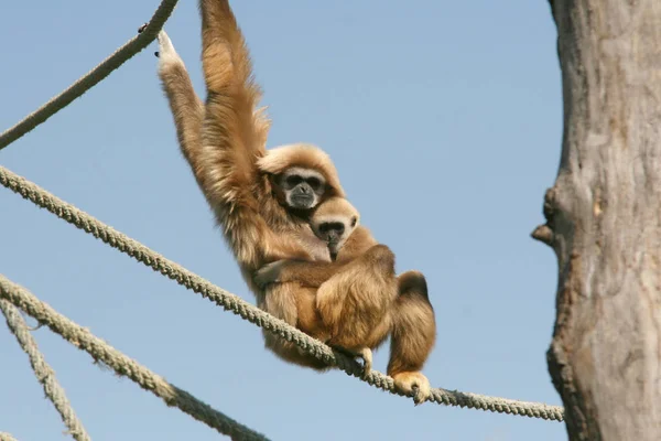 Gibbon Avec Ourson Assis Sur Une Corde — Photo