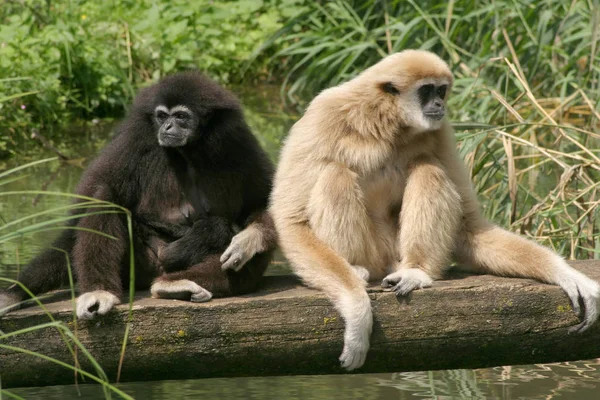 Zwei Gibbons Sitzen Auf Einem Baumstamm Hylobatidae — Stockfoto