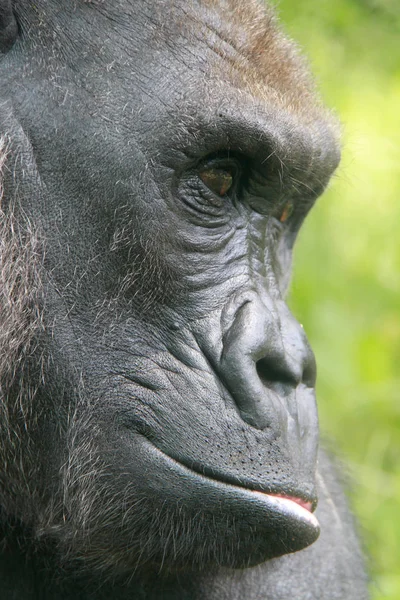 Yandan Goril Portresi — Stok fotoğraf