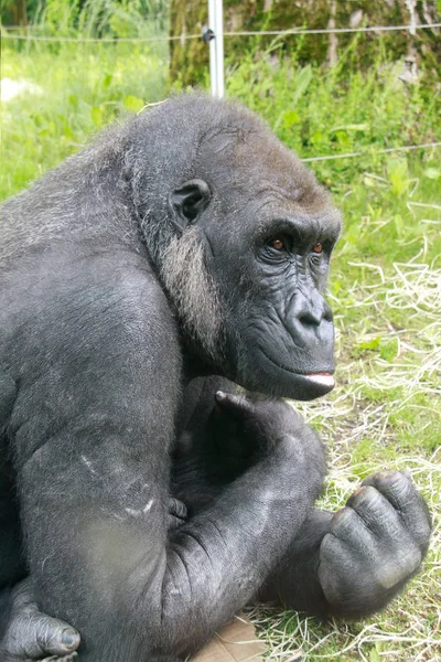 Gorilla Liegt Gras — Stockfoto