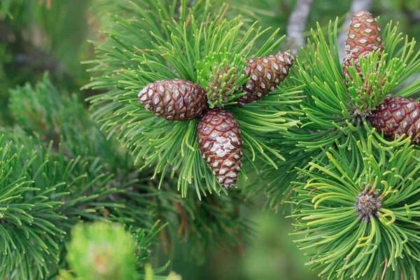 Dennentak Met Kegels Pinaceae — Stockfoto