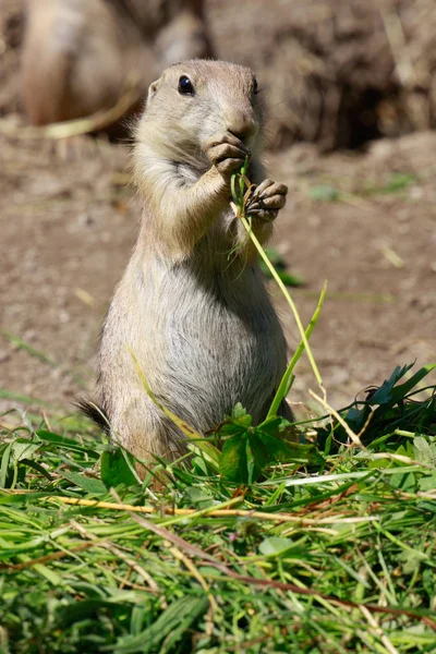 Prairie dog cub eats grass stalk (Cynomys)