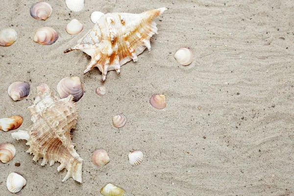 Muscheln Sandstrand — Stockfoto