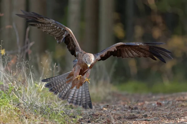 Greifvogel Auf Beuteflug Milano — Foto Stock