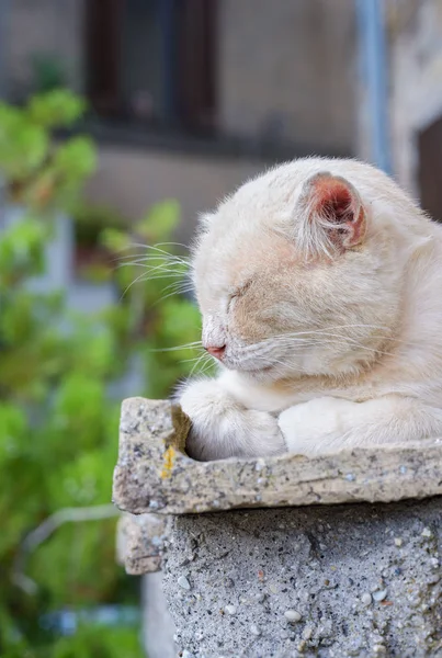Милый Большой Кот Спящий Отдыхающий Стене Станице — стоковое фото