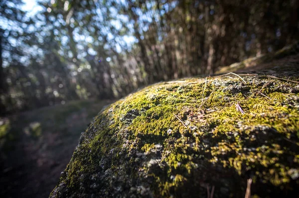 Moss Skále Lese Ojukheon Gangneungu Jižní Koreji — Stock fotografie