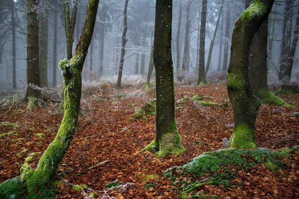 Flora Vild Skog Dagtid — Stockfoto