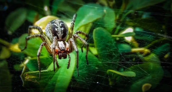 Örümcek Ağda Oturur Bekler — Stok fotoğraf