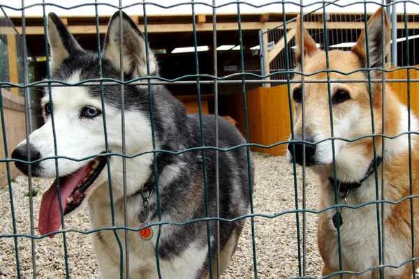 避難所に二匹の犬 — ストック写真