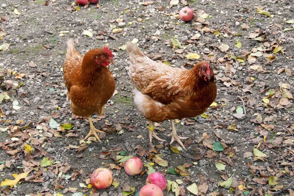 Pollos Una Granja —  Fotos de Stock