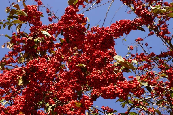 Red Rowan Berries Branch — Stock Photo, Image