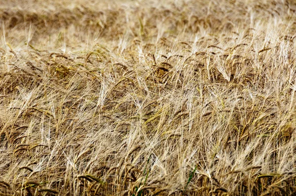 Άποψη Του Cornfield Έννοια Της Γεωργίας — Φωτογραφία Αρχείου