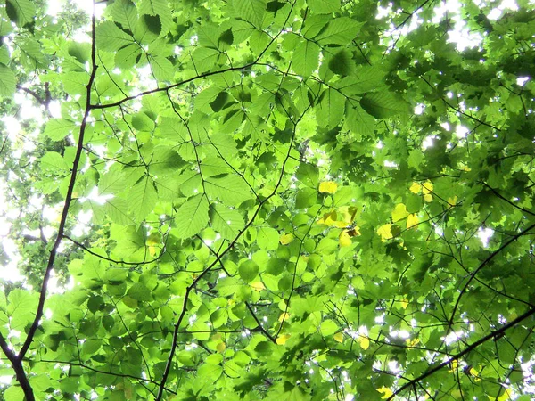 Grünes Laub Mit Sonnenlicht Sommer — Stockfoto