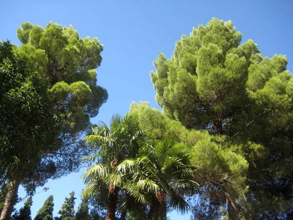 Zielone Drzewko Ogrodzie Granadzie Pałacu Alhambra — Zdjęcie stockowe