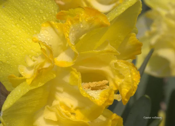 美しいナルシシズムの花の景色 — ストック写真