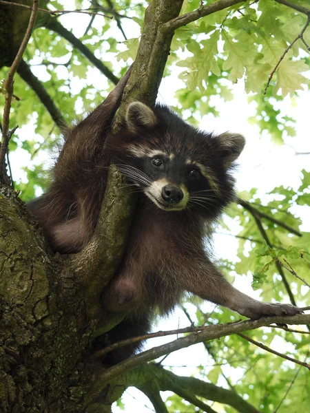 Animal Guaxinim Mamífero Fauna Família Proxionídeos — Fotografia de Stock