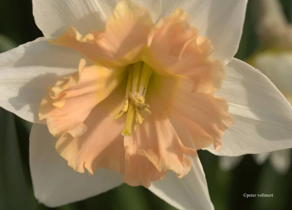 美しいナルシシズムの花の景色 — ストック写真