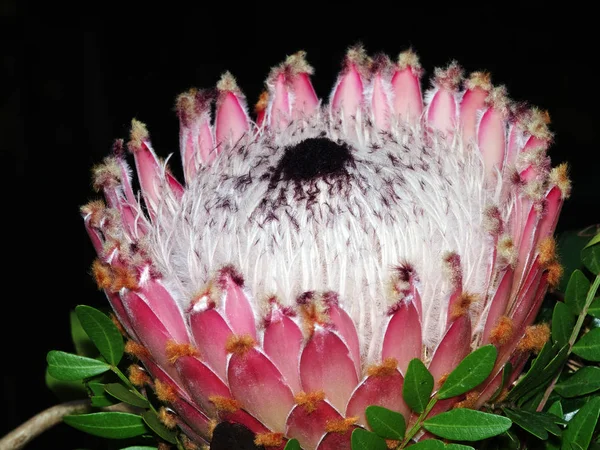 Perto Uma Flor Uma Dália Rosa — Fotografia de Stock