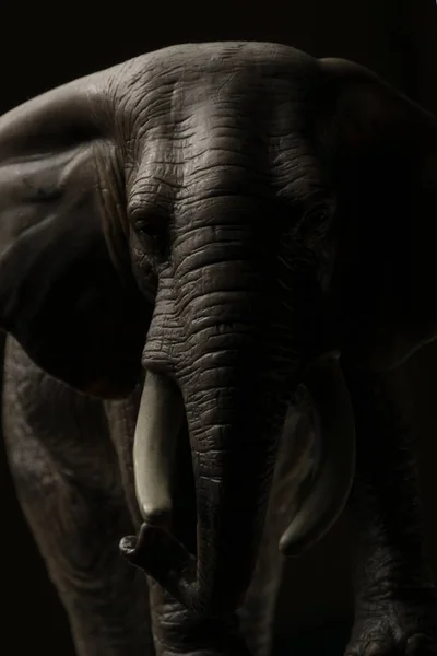 Africké Sloní Zvíře Velký Savec — Stock fotografie