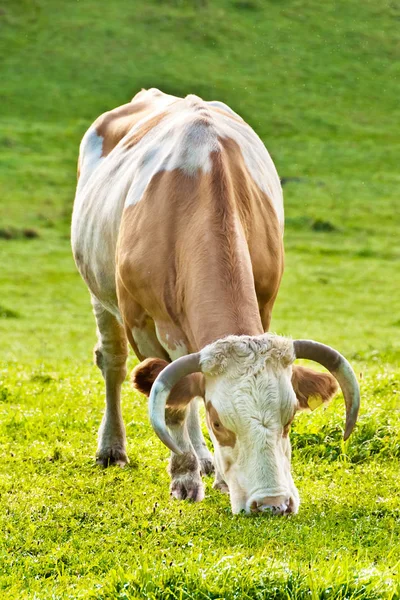 Cows Natural Landscape Selective Focus — Stock Photo, Image