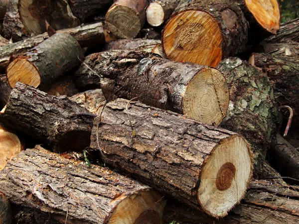 Ein Stapel Geschnittenes Holz — Stockfoto