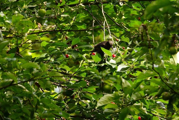 Mirar Fijamente Cerezo — Foto de Stock