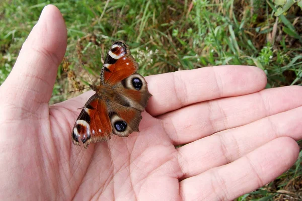 Vlinder Menselijke Hand — Stockfoto