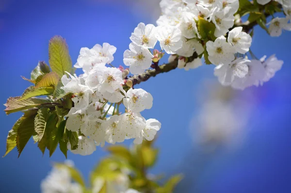 Virágzó Virágok Faágakon Tavasszal — Stock Fotó