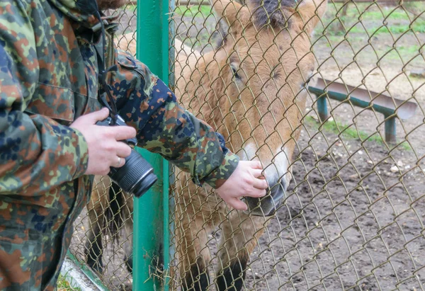 カメラの手で写真に触れる動物園のグリッドを通して Przewalski — ストック写真