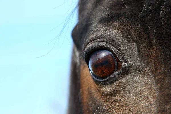 Paarden Die Andere Dieren Ontvangen — Stockfoto