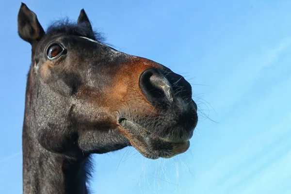 Paarden Die Andere Dieren Ontvangen — Stockfoto