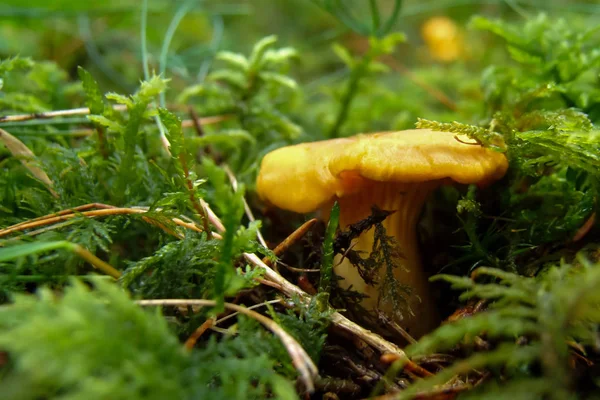 Eierschwammerl Chanterelle Patrzy Pod Mech — Zdjęcie stockowe