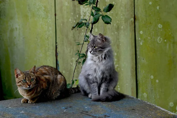 Porträtt Söt Katt — Stockfoto