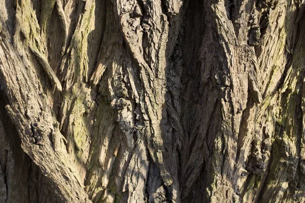 Tree Bark Nature Timber Textured — Stock Photo, Image